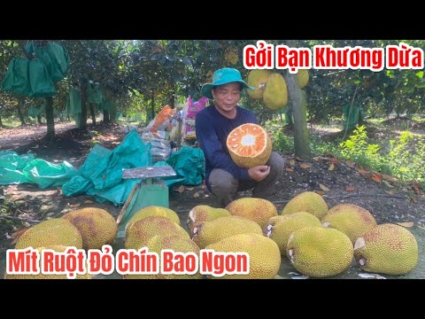 Cắt Mít Ruột Đỏ gởi bạn thân Khương Dừa và anh em Hội Quán Ngôi Sao Miệt Vườn