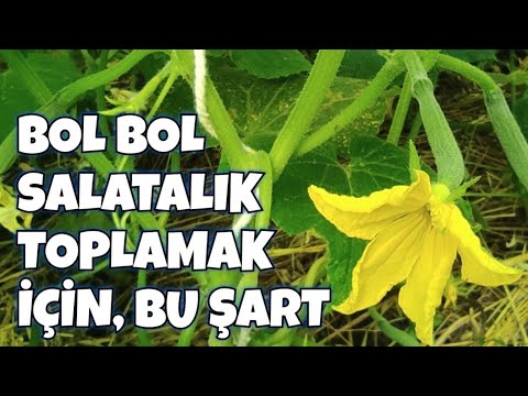 Bol Bol Salatalık Toplamak İçin Bu Şart