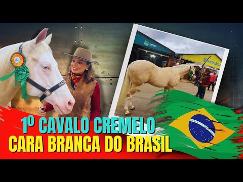 Vive no RS o 1º cavalo Quarto de Milha Cara Branca do Brasil, venha conhecer!