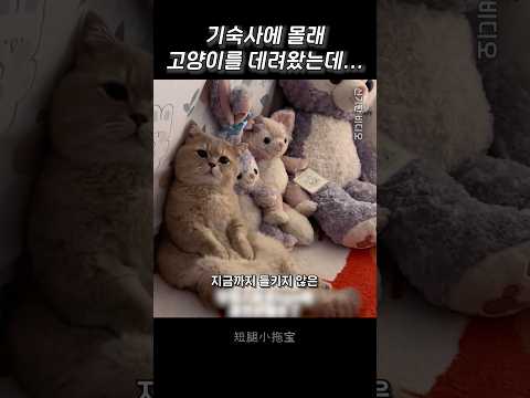 기숙사에 몰래 고양이를 데려왔는데...