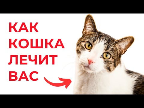 Вот почему ВЛАДЕЛЬЦЫ КОШЕК ЖИВУТ ДОЛЬШЕ!