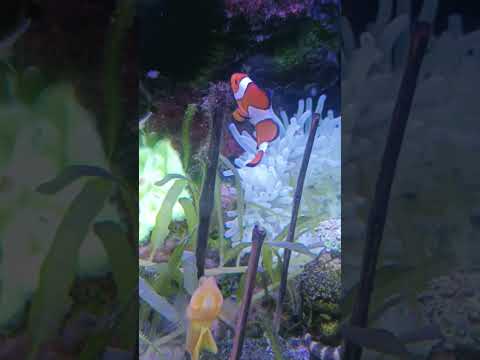 anemon nya bertukar tempat #anemone #seacreatures #marinelife #shorts #foryou #reels #youtubeshorts