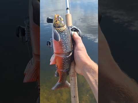 Savage Gear Line Thru Trout 30 cm 🎣🐊 #shorts #fishing #predatorfishing #savagegear #pike