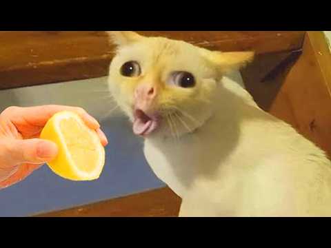 20 MENIT KOMPILASI VIDEO KUCING LUCU BIKIN NGAKAK
