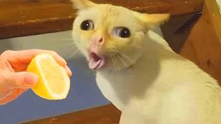 20 MENIT KOMPILASI VIDEO KUCING LUCU BIKIN NGAKAK