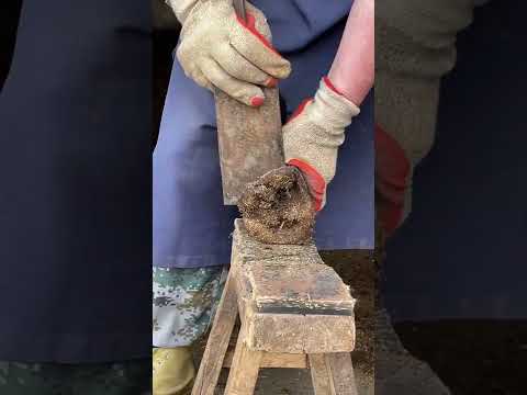 A 1-meter knife trims the thick donkey hoof! Help animals, like is to join #Shorts