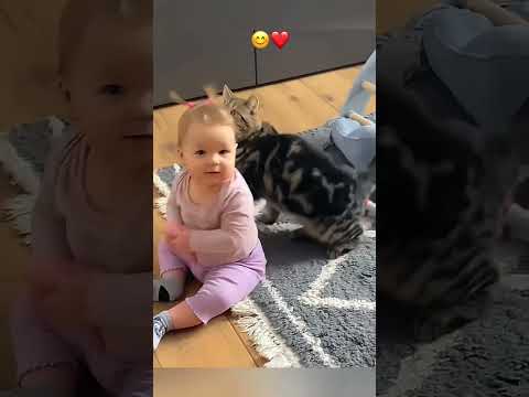 funny stories about babies  and cats ❤️😍👶🏻🐈