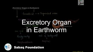 Excretory Organ in Earthworm