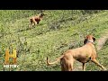 Hiking Observations with Hungarian Vizslas