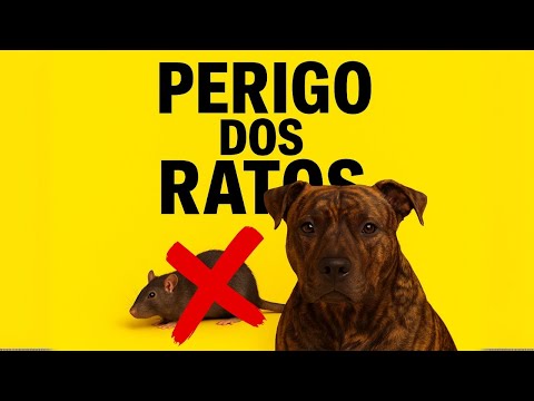 Um rato apareceu na minha criação e meus cachorros resolveram rapidinho!!