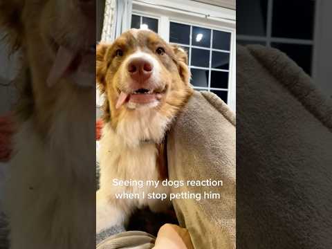 Bestie reactions when stop petting them so cute #shortvideo #dogsmile #dogs #puppy #funnycute