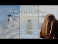 Polar Animals and Their Survival Strategies