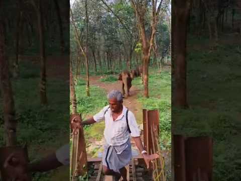 ആന കുത്താൻ ഓടിച്ചപ്പോൾ 🐘😱 #elephantattack #kerala #forest #scary #dangerous #trending #viralshort