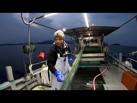 初日は1匹だけ…しかしその後大逆転！？瀬戸内海のマナガツオ漁＆絶品なます作りに挑戦