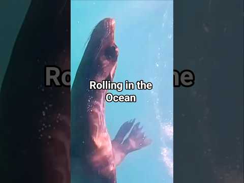 Rollin' down in the deep #travel #funny #shorts #funnyanimals #ocean #seal #shark #music #galápagos