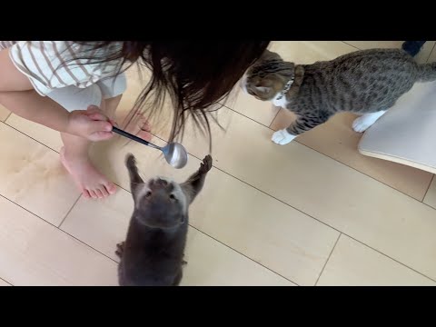 カワウソと猫と子猫にそれぞれおやつをあげるのが大変すぎた！ 笑 Feeding treats to the otter, cat, and kitten was way too much work!