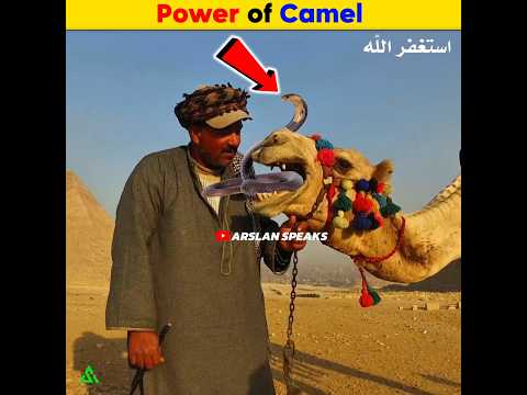 A Snake Eating Camel | Arslan Speaks #amazingfacts #facts #shortsfeed
