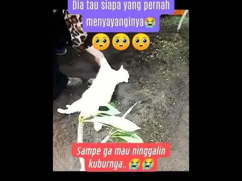 Siputih nga mau ninggalin tuan yg sudah merawat nya #catlover #cat #kucing #shorts #shortvideo
