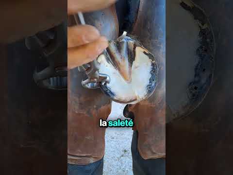 Restauration Satisfaisante d'un Fer à Cheval