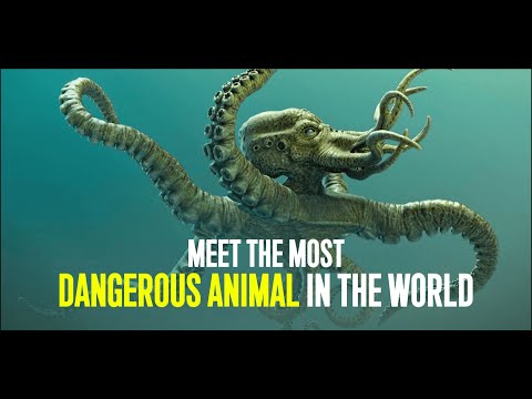 The Most Dangerous Animal