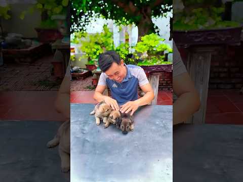 Anh trai tôi đã trả lại những chú chó con đáng yêu cho tôi #trending #dog #viralvideo