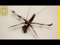 Dragonfly Research and Sensor Technology