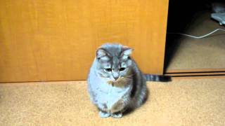 ごはんて言ってる？ - GO HA N (Food), He says that?