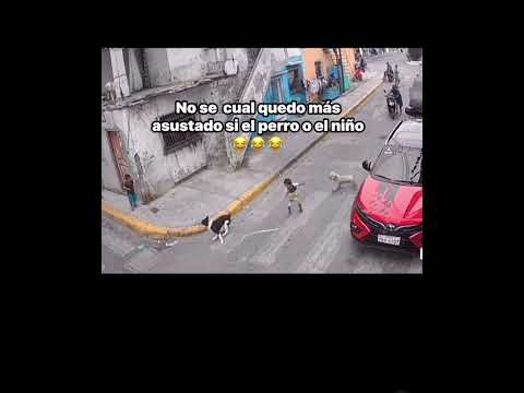 #lol #fun #all #humor #parati #fyp #pets #pet #reir #cute #doglove #dog #todo #funny #shorts #viral