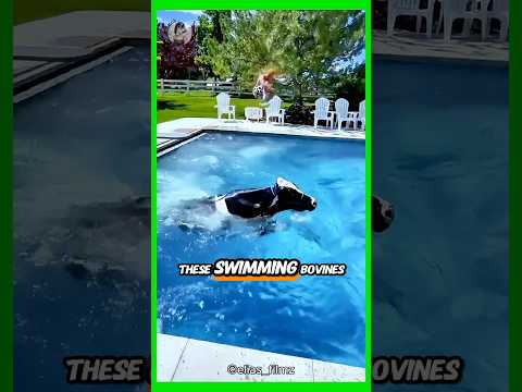 Cows Are Genius Swimmers in Disguise!
