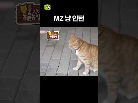 요즘 애들은 달라~ #TV동물농장 #우와한비디오 #<strong>우와비</strong> #shorts