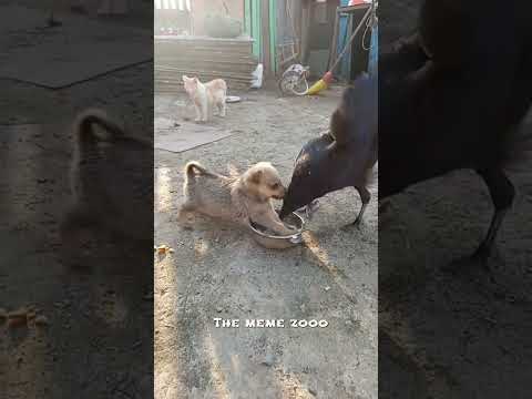 Baby dog protecting his food like a warrior! ππΆπ₯ Crow had no chance! #FunnyDog #Shorts