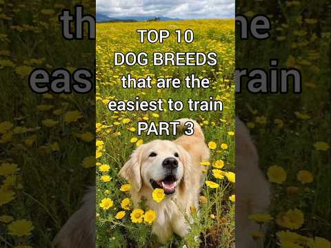 PART 3 of #dog #dogshorts #dogbreed