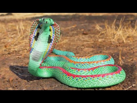 ऐसा सांप आपने पहले कभी नहीं देखा होगा //Most Beautiful Snakes In The World