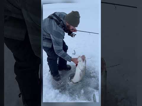 Going to Need a Bigger Hole - Monster Lake Trout #icefishing #monsterfish #monsterfishing