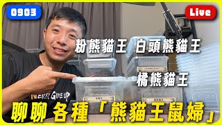 【0903Live】各種「熊貓王鼠婦」，每種都可愛！｜臺灣蟻窟