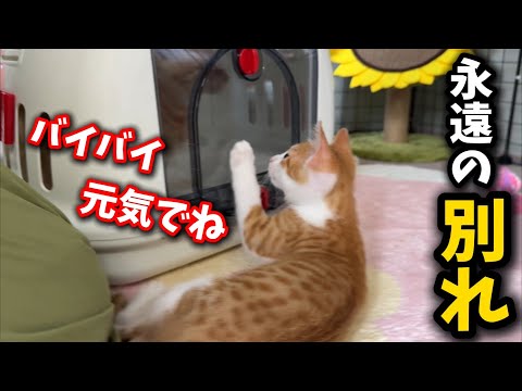 猫の動画サムネイル - ずっと一緒に暮らした子猫の兄弟が譲渡の為にお別れしました