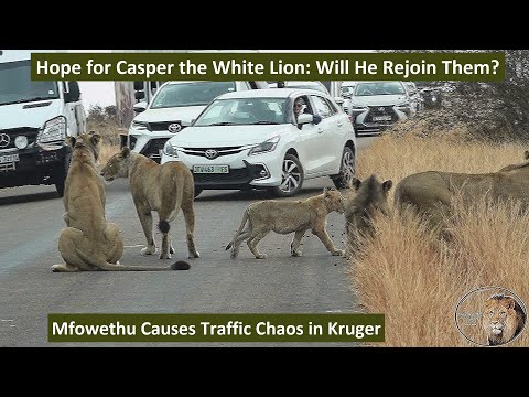 The Return of Mfowethu, Last Shishangaan Brother of Casper the White Lion, Causes Traffic Standstill