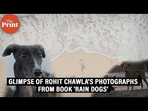 Amid debate on SC's stray dogs order, a glimpse of Rohit Chawla's photographs from book 'Rain Dogs'