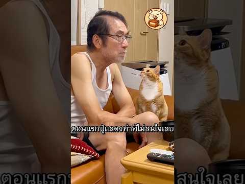ปู่ไม่ชอบแมวแต่แมวเลือกปู่เป็นเจ้าของหัวใจ #ไวรัล #สัตว์โลกน่ารัก #แมว #shorts
