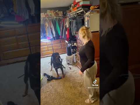 Rottweiler bear protects kids from a belt!!
