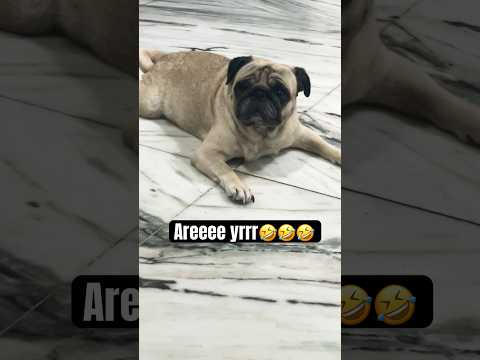 Areee yrrr 🤣#ytshorts #pug #mypug #funnyanimals#funny #funnypets #2025 #comedy #funnyvideo