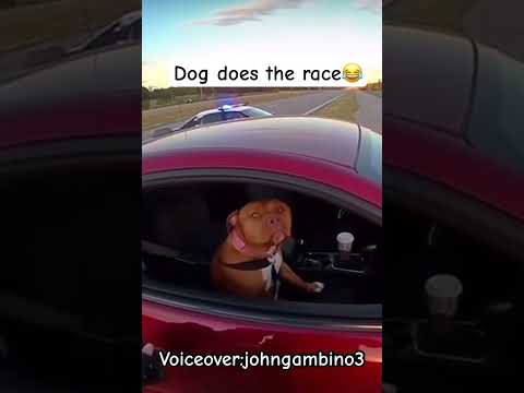 My boy got outta dere quick😂😂🏁 #voiceover #dogs #comedy #shorts #viral
