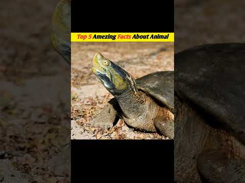 Facts About Animals In Hindi || Animal Facts || Interesting Facts #shorts #facts