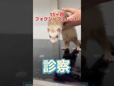 5、6回吐いた後に吐血した11ヶ月のフォクシーフェレットが動物病院にやって来た!