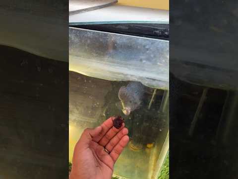 Flower horn fish feeding frozen worms #bloodworms #flowerhorn #monsterfish #kurla #status #shorts