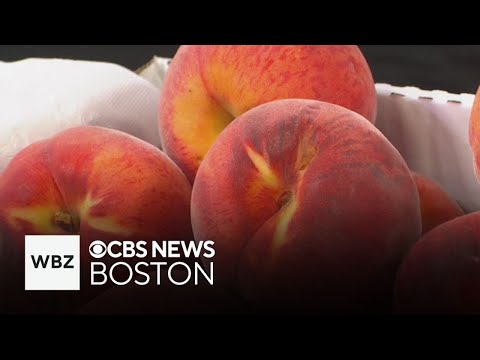 YouTube video thumbnail: Massachusetts Farm Holding Annual Peach Festival