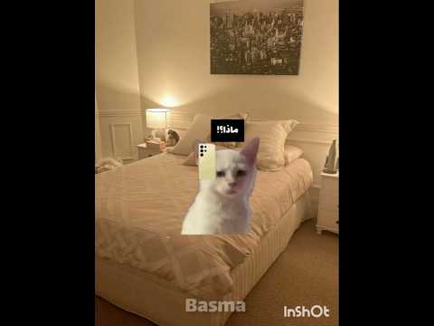 نو كمنت🗿#لايك_اشتراك #مهتم بي هذا المحتوى فولو مي 🎀 #موفكرتي #cat #اكسبلور #اشتراك #غزة تموت جوع🇵🇸