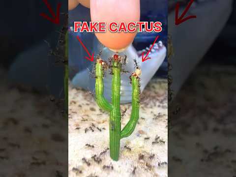 I GAVE my ANTS a FAKE CACTUS!!