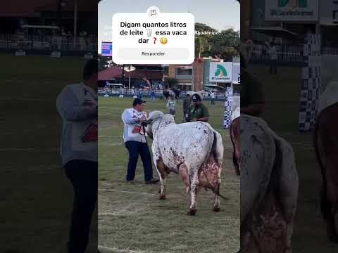 Faz uma base quantos litros de leite essa vaca dar por dia ❓❓😳🤠 #pecuarista #gado #fazenda