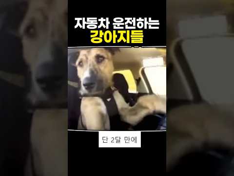 강아지도 운전하는 시대